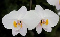 Phalaenopsis philippinensis Orchi 006.jpg