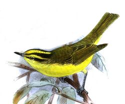 PhylloscopusRickettiKeulemans.jpg