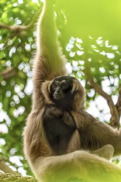 Pileated Gibbon (Hylobates pileatus) - Female.jpg