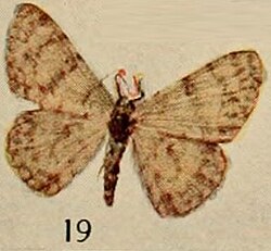 Pl.13-19-Pseudoterpna chapinaria=Dorsifulcrum chapinaria (Holland, 1920).JPG