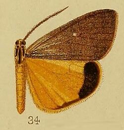 Pl.36-fig.34-Secusio atrizonata Hampson, 1910.JPG