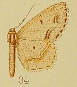 Pl.39-fig.34-Scopula natalica (Butler, 1875) (syn.C.diffusizona).JPG