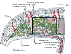 Placental cotyledon.png