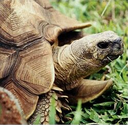 Ploughshare Tortoise (Astrochelys yniphora) (20359393031).jpg