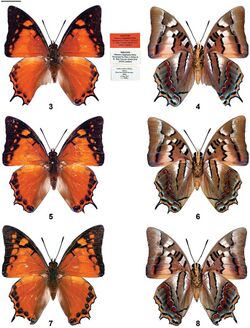 Polyura inopinatus (10.3897-zookeys.774.26458) Figures 3–8.jpg