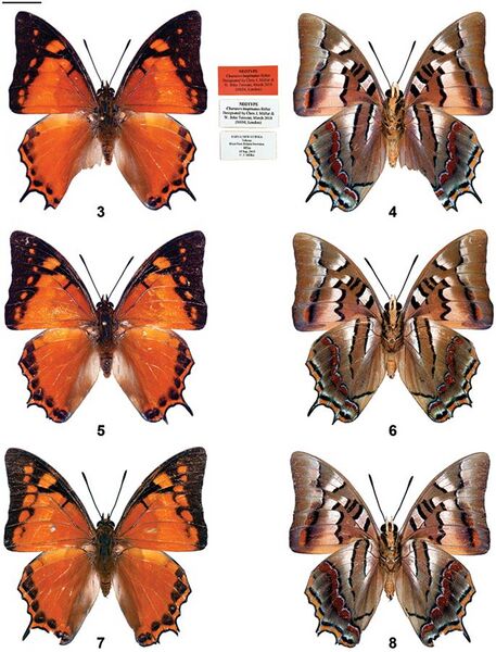 File:Polyura inopinatus (10.3897-zookeys.774.26458) Figures 3–8.jpg