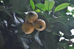 Posoqueria Latifolia Fruit Cluster.jpg