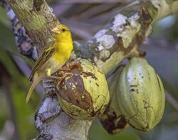 Príncipe golden weaver (Ploceus princeps) female 2.jpg