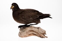 Image of Black petrel mount from the collection of Auckland Museum