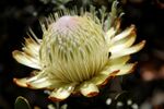 Protea kilimandscharica mtkenya 2.jpg