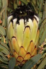 Protea laurifolia 5Dsr 8365.jpg