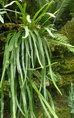 Pyrrosia longifolia kz3.jpg