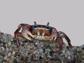 Rainbow crab.jpg