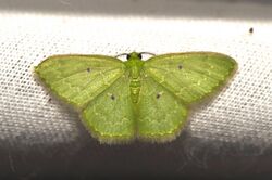 Red-bordered Emerald Moth Nemoria lixaria (15872787049).jpg
