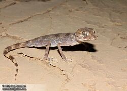 Rhinogecko misonnei (5) (18732589525).jpg