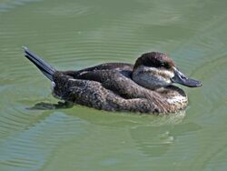 Ruddy Duck (Oxyura jamaicensis) RWD3.jpg