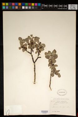 Salix cupularis.jpg