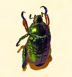 Scarabaeidae - Pelidnota burmeisteri.JPG