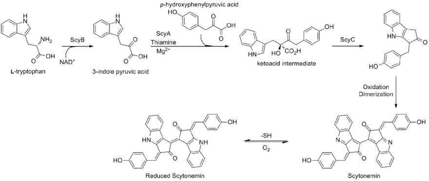 Scytonemin biosynthesis in Lyngbya aestuarii.[11]