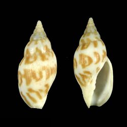 Shell Lyria guionneti.jpg