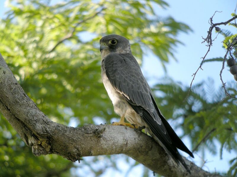 File:Sooty Falcon, Allée des Baobabs near Morondava, Madagascar.jpg