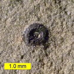 SphenothallidHoldfastOrdovician.jpg