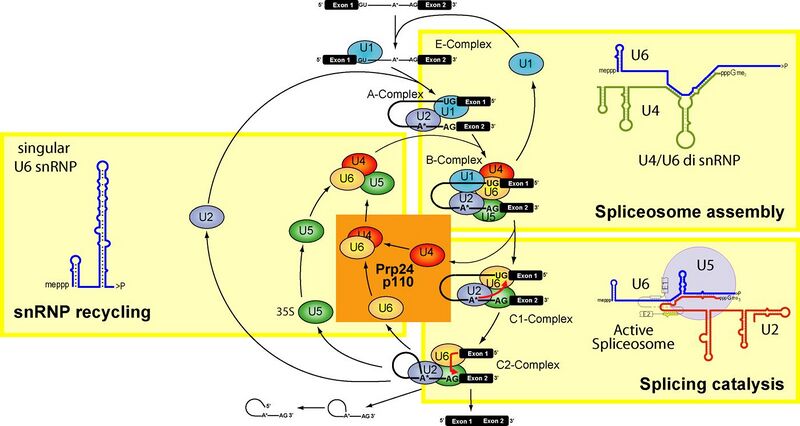 File:Spliceosome ball cycle new2.jpg