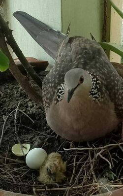 Spotted Dove and its egg.jpg