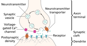 The pre- and post-synaptic axons are separated by a short distance known as the synaptic cleft. Neurotransmitter released by pre-synaptic axons diffuse through the synaptic clef to bind to and open ion channels in post-synaptic axons.