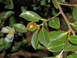 Theaceae - Tutcheria virgata-2.JPG