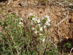 Thymus zygis 1.JPG