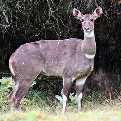 Tragelaphus buxtoni female.jpg