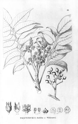 Trattinnickia rhoifolia Flora Brasiliensis 12 2 58.jpg