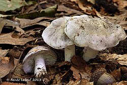 Two large white Tricholoma Marquettense mushrooms with flat caps standing next to a smaller Tricholoma Marquettense mushroom that has fallen over amongst leaves on a forest floor
