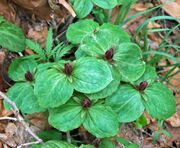 Clump of Trillium sessile flowering on April 6 in Licking County, Ohio USA