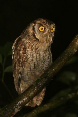 Tropical screech owl (Megascops choliba luctisomus).jpg