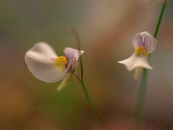 Utricularia parthenopipes.jpg