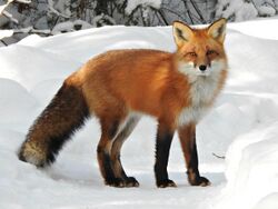 A red fox in Algonquin Provincial Park, Ontario