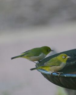 Western silvereye gnangarra 05.JPG