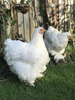 White Cochin hens at one year, bred in England in 2020.jpg