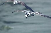 White winged tern.jpg