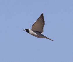 Woodswallows7.jpg