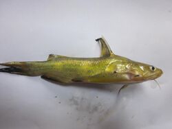 Yellow catfish Pelteobagrus fulvidraco 3.JPG