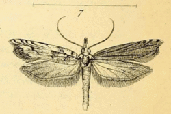 Ypsolopha excisella.gif