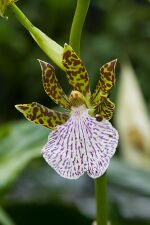 Zygopetalum crinitum RTBG.jpg