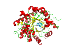 12-oxophytodienoate reductase.png