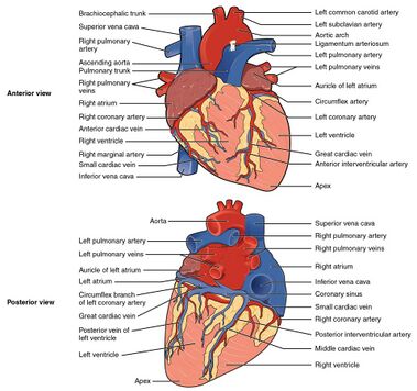 2005 Surface Anatomy of the Heart.jpg