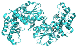3-dehydroquinate synthase 3CLH.png