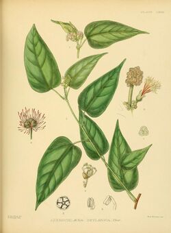 A hand-book to the flora of Ceylon (Plate LXXXV) (6430661861).jpg