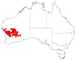 Acacia effusifoliaDistMap318.png